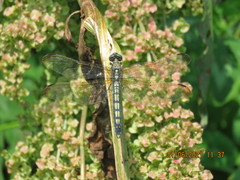 Orthetrum lineostigma