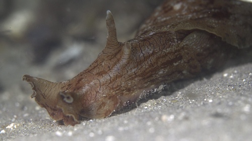 Aplysia sowerbyi