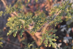 Solanum citrullifolium