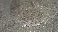 Arnoglossus
