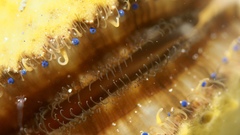 Mimachlamys asperrima