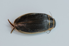 Dytiscus circumcinctus