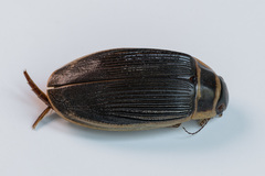 Dytiscus circumcinctus