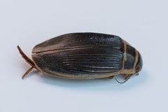 Dytiscus circumcinctus