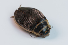 Dytiscus circumcinctus