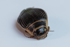 Dytiscus circumcinctus