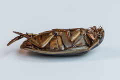 Dytiscus circumcinctus