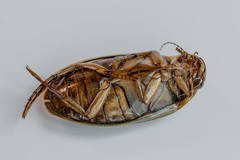 Dytiscus circumcinctus