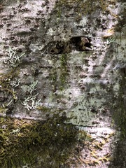 Hypogymnia metaphysodes