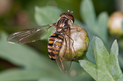 Episyrphus balteatus