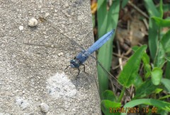 Orthetrum lineostigma