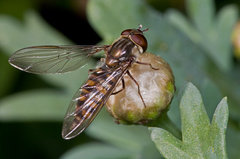 Episyrphus balteatus