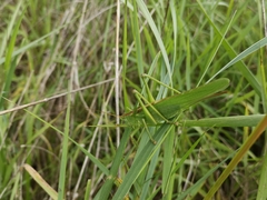Tettigonia viridissima