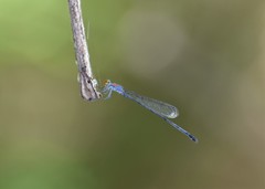 Neoneura aaroni