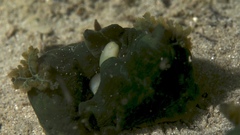 Tambja dracomus