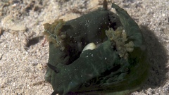 Tambja dracomus