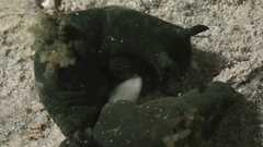 Tambja dracomus