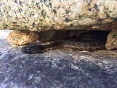 Thamnophis validus celaeno