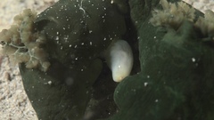 Tambja dracomus