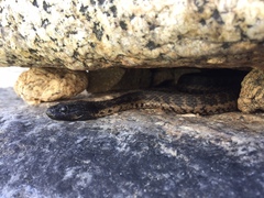 Thamnophis validus celaeno
