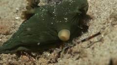Tambja dracomus