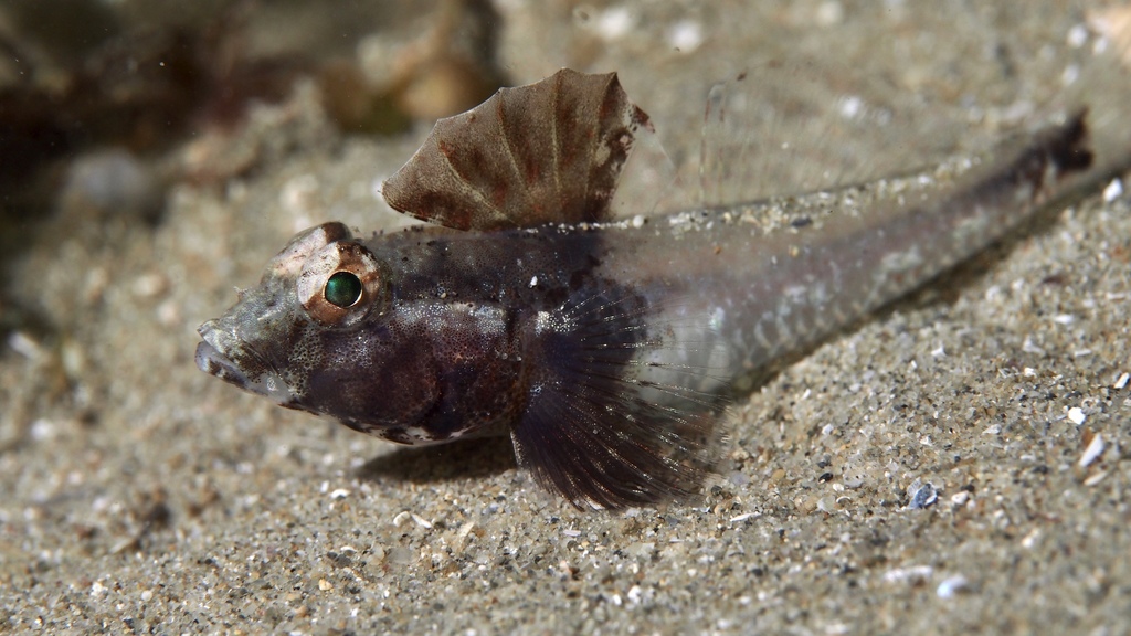 Castelnau's Goby
