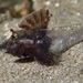 Nesogobius pulchellus - Photo (c) Christopher Mark, algunos derechos reservados (CC BY), subido por Christopher Mark