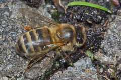 Apis mellifera