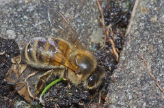 Apis mellifera