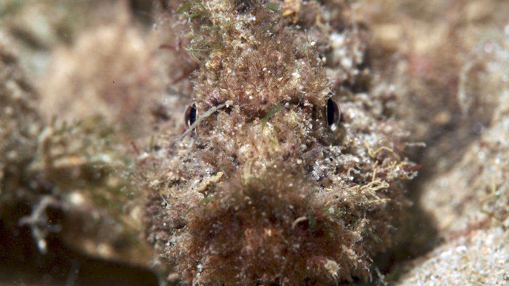 Little Velvetfish