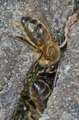 Apis mellifera