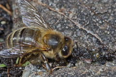 Apis mellifera