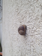 Cornu aspersum