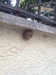 Cornu aspersum