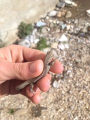 Podarcis muralis