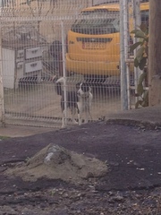 Canis familiaris