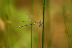 Lestes dryas
