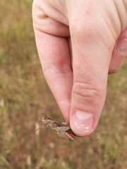 Chorthippus brunneus