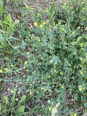 Medicago lupulina