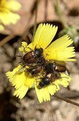 Chasmatopterus villosulus