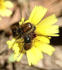 Chasmatopterus villosulus