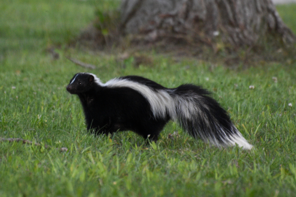 Striped Skunk from Highway 6, Miller Lake, ON, CA on June 23, 2021 at ...