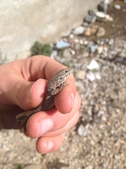 Podarcis muralis