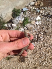 Podarcis muralis