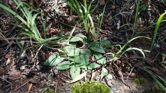 Bonatea polypodantha