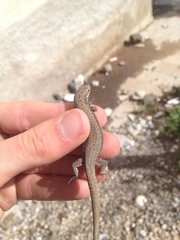 Podarcis muralis