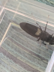 Hermetia illucens