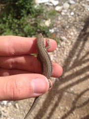 Podarcis muralis