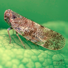 Tachycixius pilosus