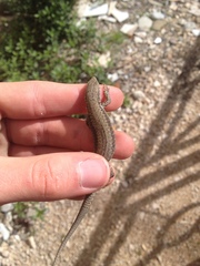 Podarcis muralis